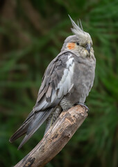 Cockatiel Perchingon Branch