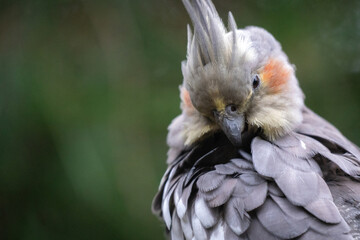 Portrait of a Cockatiel