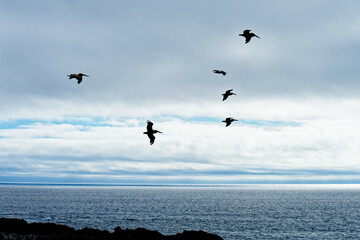 More Pelicans at Mendocino, California, USA