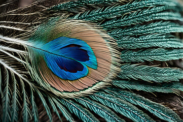 Naklejka premium Close up image of a peacock feather