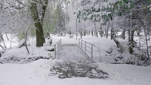 Trees covered by frsh snow on the shore of Seret river in Topilche park, Ternopil town, Ukraine, Europe. Cold winter scene of city park with pedestrian bridge. 4K video (Ultra High Definition).