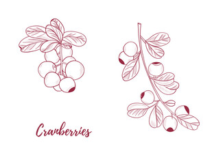 Vector cranberry plant with cranberries berries line art illustration, graphic line cranberry plant combination. Berries on the branches. Great for any designs, textile, art, walls, package