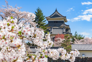 Matsumoto-jo (Matsumoto Castle) with sakura cherry blossoms in Nagano Prefecture, National Treasure...