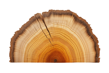 Whispers of Time: An Intimate Portrait of Tree Rings on White or PNG Transparent Background.