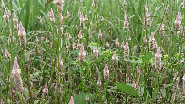Pennisetum flower