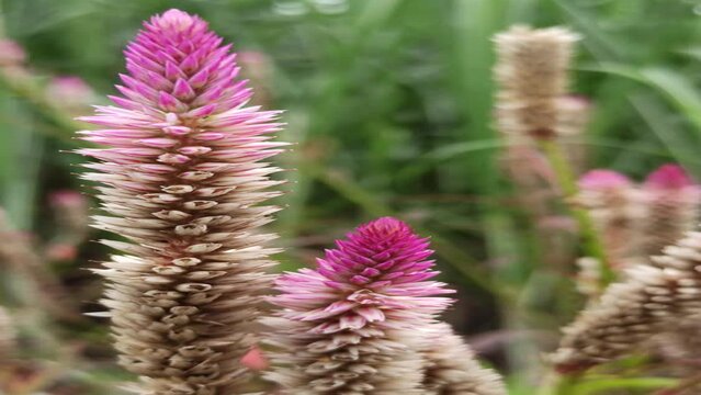 Pennisetum flower