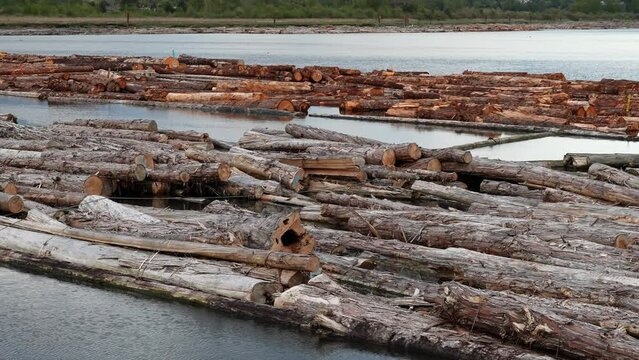 Floating Timber Logs on Calm River Water at Logging Site