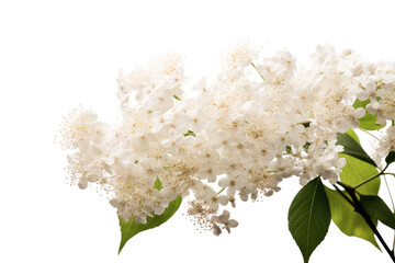 Ethereal Elegance: A White Flower Blooming in Silence on White or PNG Transparent Background.