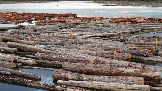 Expansive Timber Log Raft Floating on Peaceful River