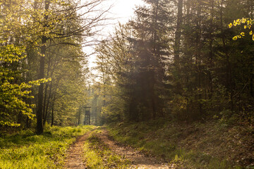 Obraz premium Hochsitz im Wald