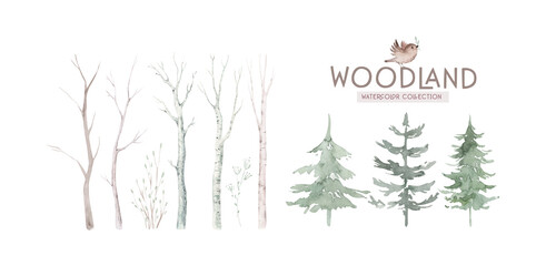 Scandinavian Watercolor natural set of green trees, birch and pine, mountain ash, forest. Winter vintage collection isolated on white background. Woodland design elements © kris_art