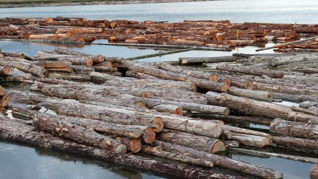 Floating Timber Logs on Water Surface at Lumber Mill