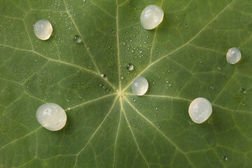 Close up of green leaf texture with water droplets. Abstract textured background.