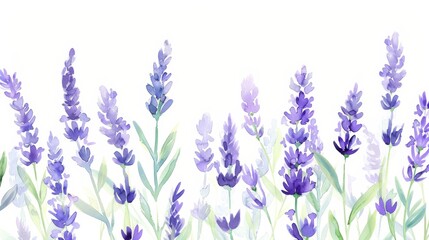 Obraz premium Gentle watercolor illustration of lavender sprigs against a soft white background, their soothing presence ideal for a peaceful clinic environment