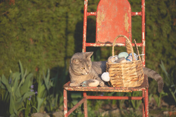 Funny cat playing with Easter eggs in the garden.