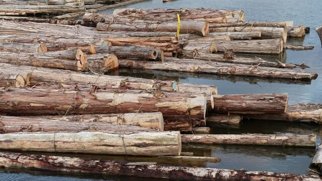 Floating Timber in Water, Log Raft on a River for Lumber Industry