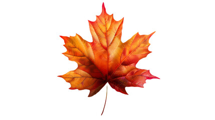 A single maple leaf changing colors in autumn isolated on a white transparent background