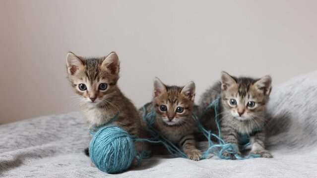 look of cute little kittens playing with a ball of thread on a light background
