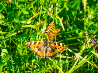 Two different butterflies in the grass