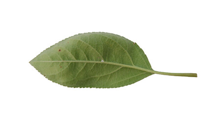 Apple leaves with Isolate Leaves on transparent background. Png file.