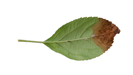 Hollow apple leaves with Isolate Leaves on transparent background. Png file.