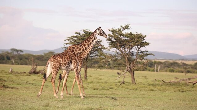 pair of giraffes walking across the plains on safari on the Masai Mara Reserve in Kenya Africa