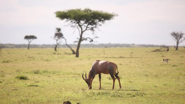 topi walking across the savanah on safari on the Masai Mara Reserve in Kenya Africa
