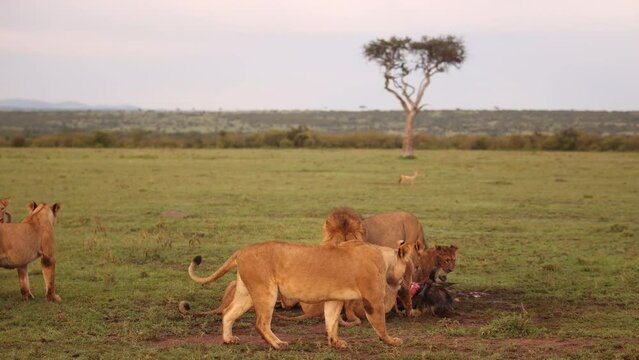 pride of lions devouring a wildebeest kill on safari on the Masai Mara Reserve in Kenya Africa