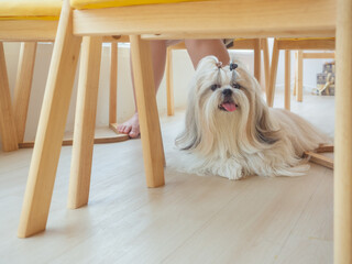 Cute Shih Tzu dog standing in coffee shop cafe with cheerful smile to her owner
