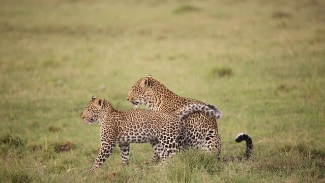 pair of leopards playing in the grass on safari on the Masai Mara Reserve in Kenya Africa