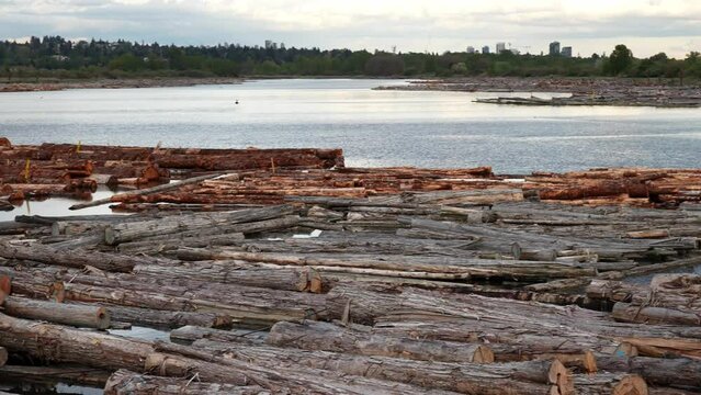 Scattered Timber Logs Floating on Serene Lake at Dusk