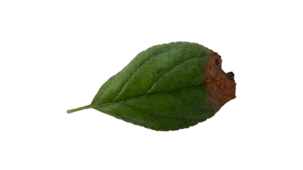 Hollow apple leaves with Isolate Leaves on transparent background. Png file.
