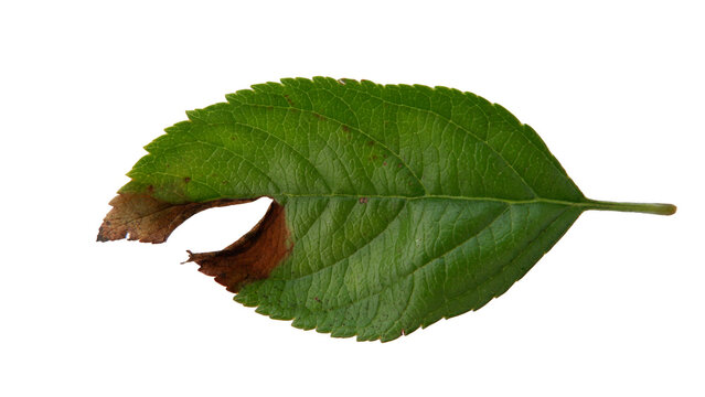 Hollow apple leaves with Isolate Leaves on transparent background. Png file.