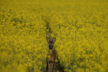 Rehbock im Rapsfeld