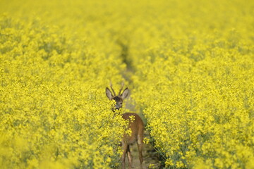Rehbock im Rapsfeld