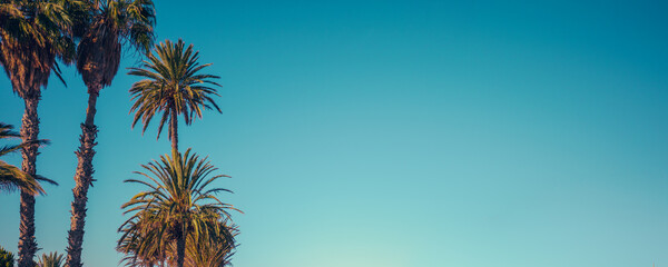 Palm trees against the blue sky. Palm plantation. Tropical landscape. Beautiful tropical nature