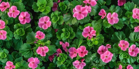 Pink flowers.