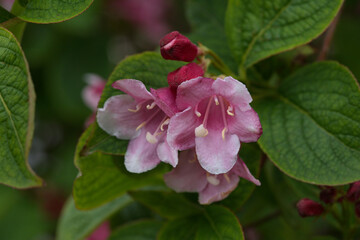 Weigela florida flowers