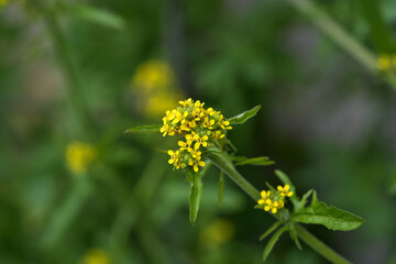 Wintercress flowers