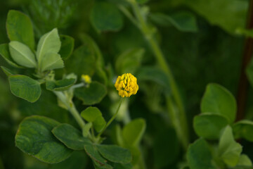 Black medick flower