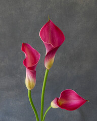 Bright pink calla lilies