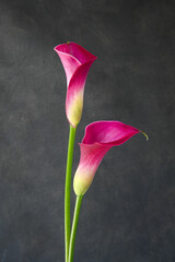 Bright pink two calla lilies