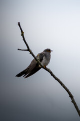 Kuckuck auf einem Ast 