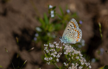 small butterfly feeding on white flower, Anatolian Blue Argus, Polyommatus crassipunctus