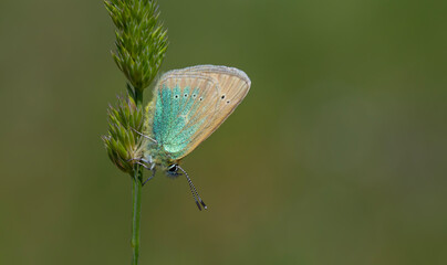 tiny blue butterfly on green grass, Diana Blue, Polyommatus diana