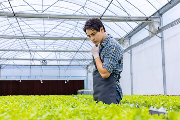Asian local farmer growing their own green oak salad lettuce in the greenhouse using hydroponics water system organic approach for family own business and picking some for sale