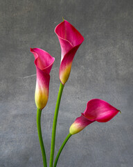 Bright pink calla lilies