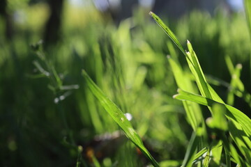Nature Green Grass background, sunny summer time, countryside area
