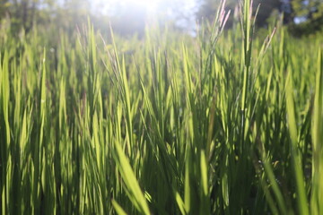 Nature Green Grass background, sunny summer time, countryside area