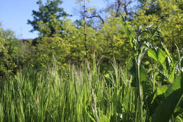 Nature Green Grass background, sunny summer time, countryside area